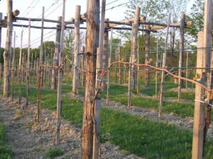 słupki akacjowe winnica